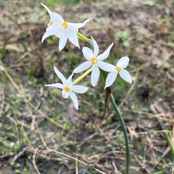 Narcissus serotinus 花