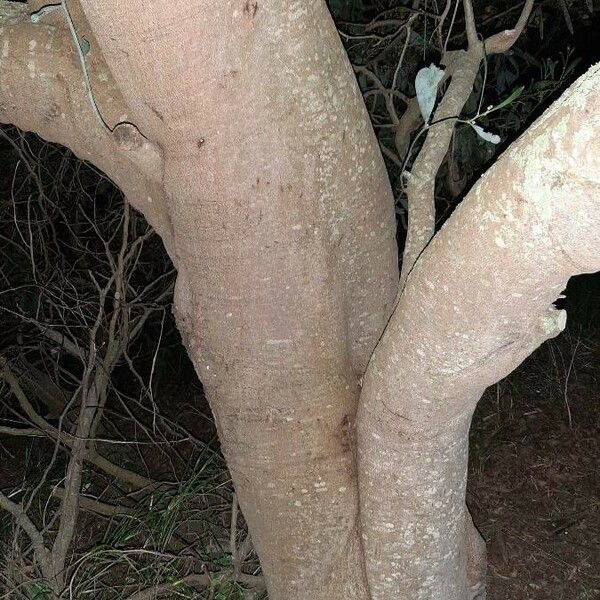 Acacia retinodes Bark