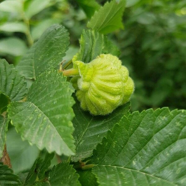 Ulmus glabra Fruit