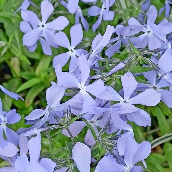 Phlox divaricata Flower