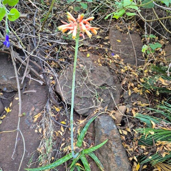 Aloe amudatensis Plante entière