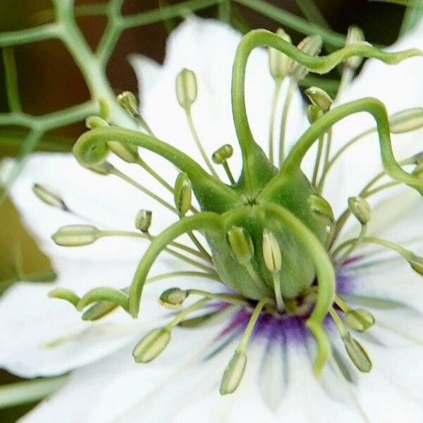 Nigella damascena Φρούτο