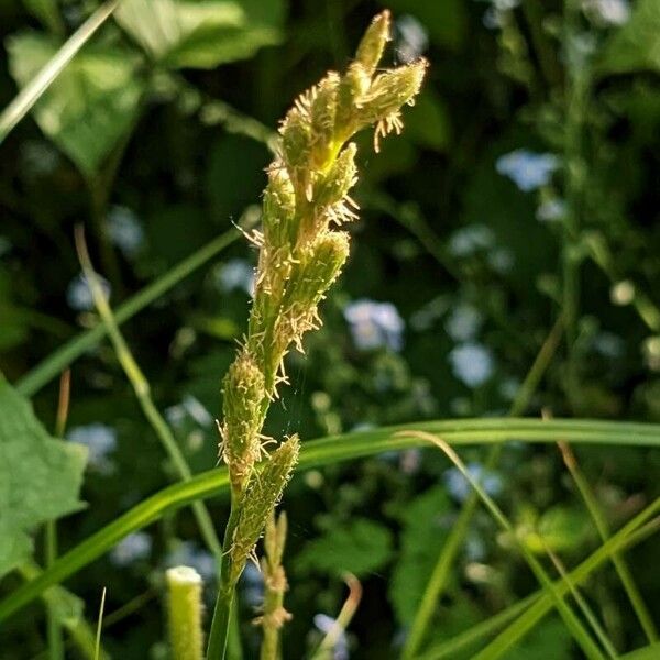 Carex muskingumensis Flower