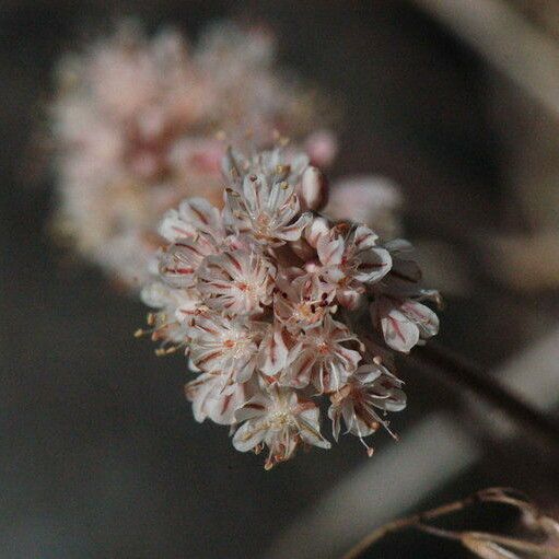 Eriogonum ovalifolium 花