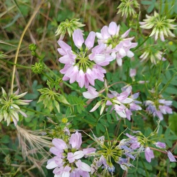 Coronilla varia Flower