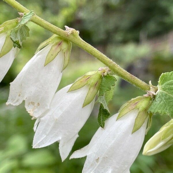 Campanula alliariifolia Flower