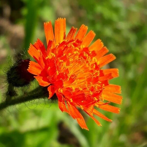 Pilosella aurantiaca Цветок