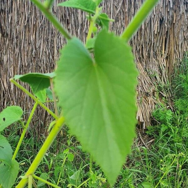 Abutilon hirtum Leaf