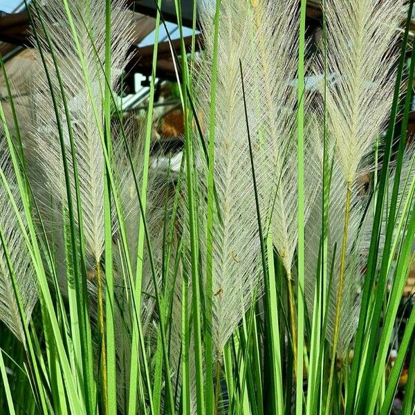 Hordeum jubatum ᱥᱟᱠᱟᱢ