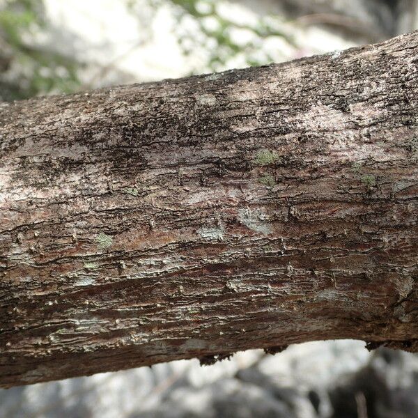 Gliricidia sepium Bark