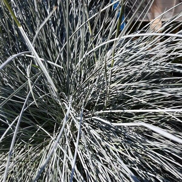 Festuca glauca Habit