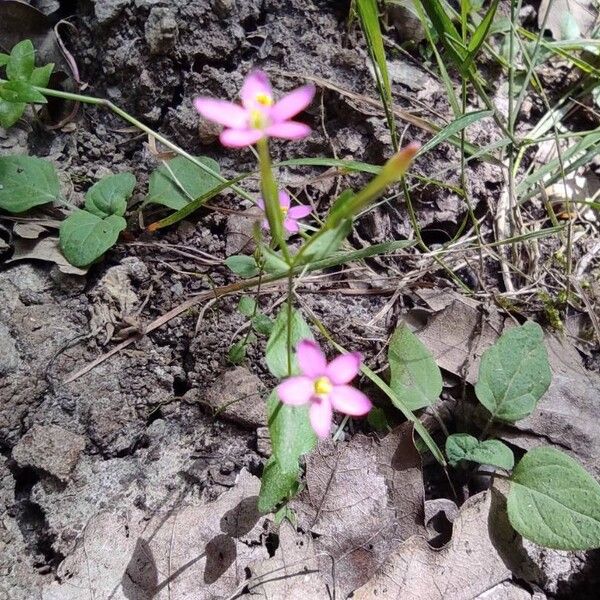 Centaurium pulchellum 葉