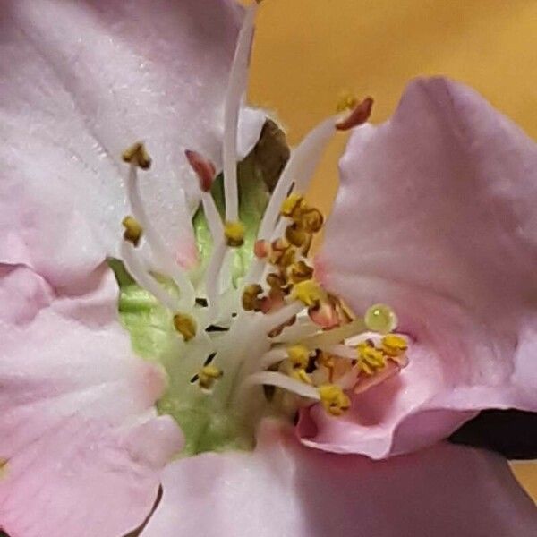 Prunus dulcis Flor