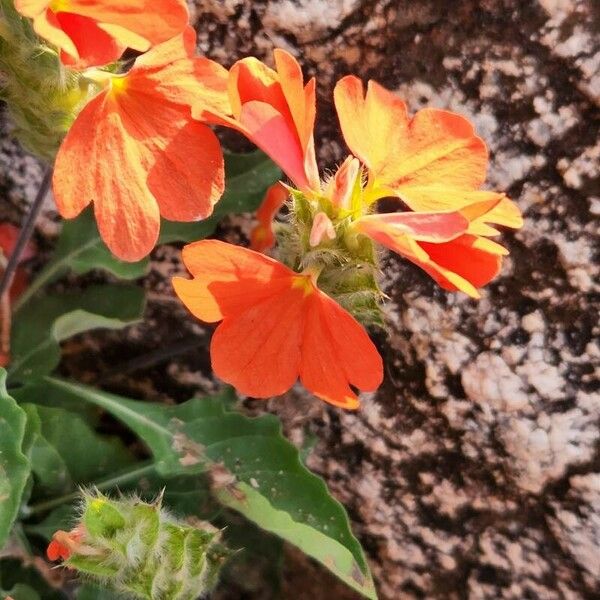 Crossandra massaica Blomma