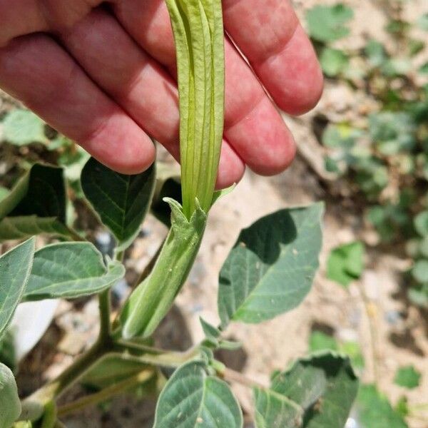 Datura inoxia Flower