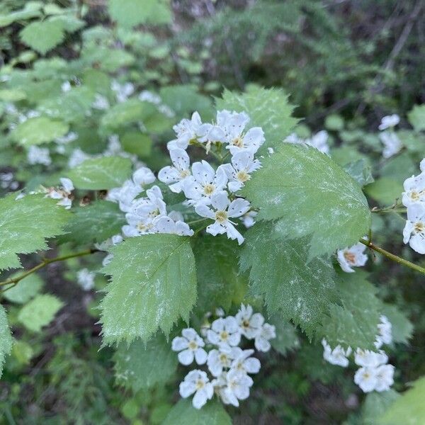 Crataegus submollis Flors