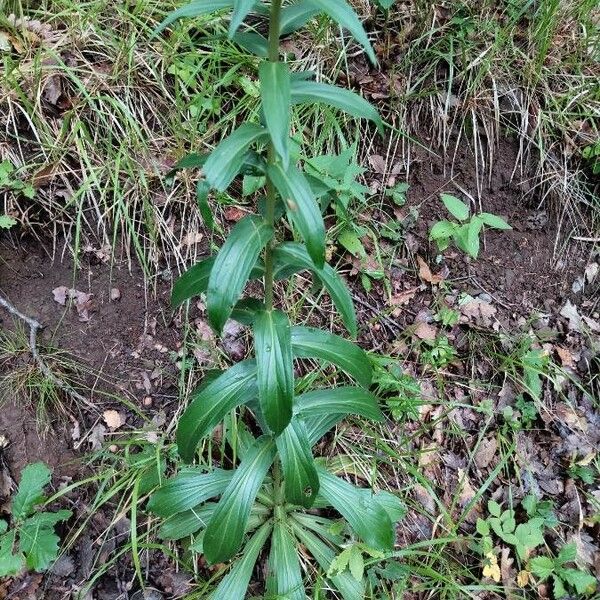 Digitalis ferruginea Blad