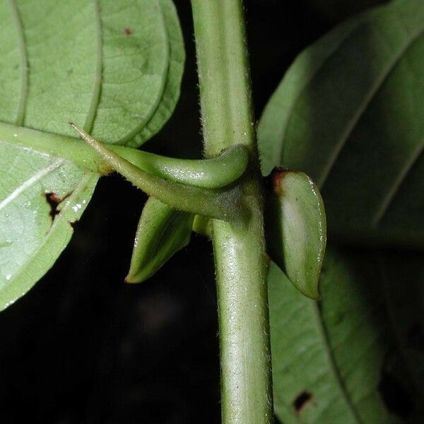 Uncaria tomentosa Bark