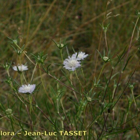 Lomelosia argentea Yeri