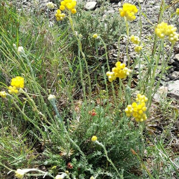 Helichrysum stoechas Yeri