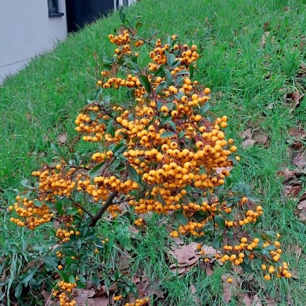 Pyracantha coccinea Costuma