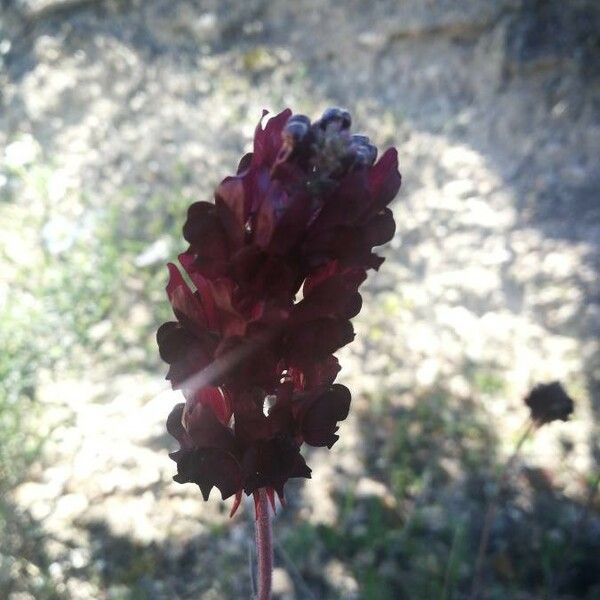 Orobanche foetida Levél