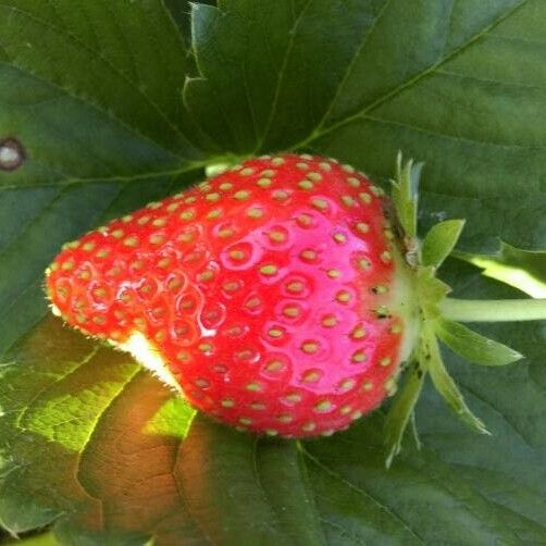 Fragaria × ananassa फल