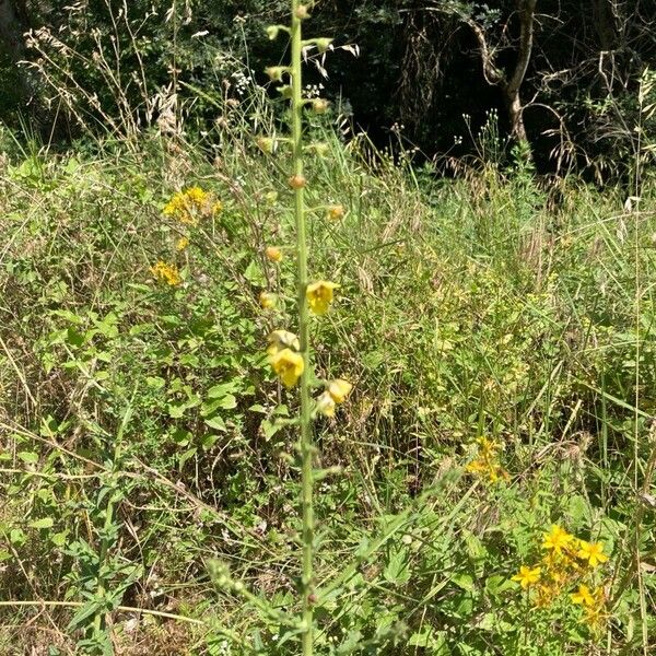 Verbascum blattaria Хабит