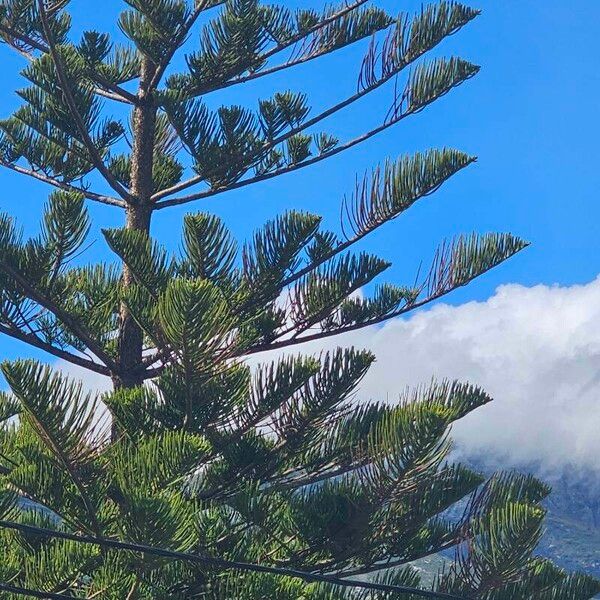 Araucaria heterophylla 葉