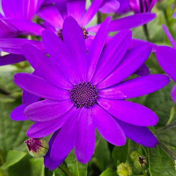 Pericallis lanata 花