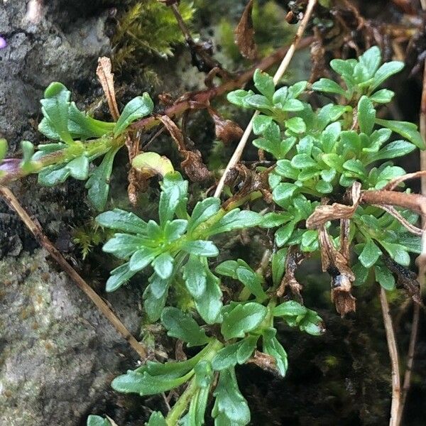Erinus alpinus 葉