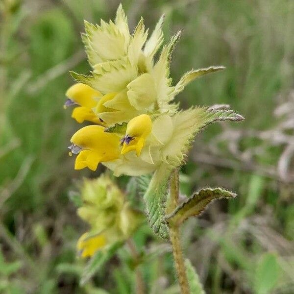 Rhinanthus rumelicus