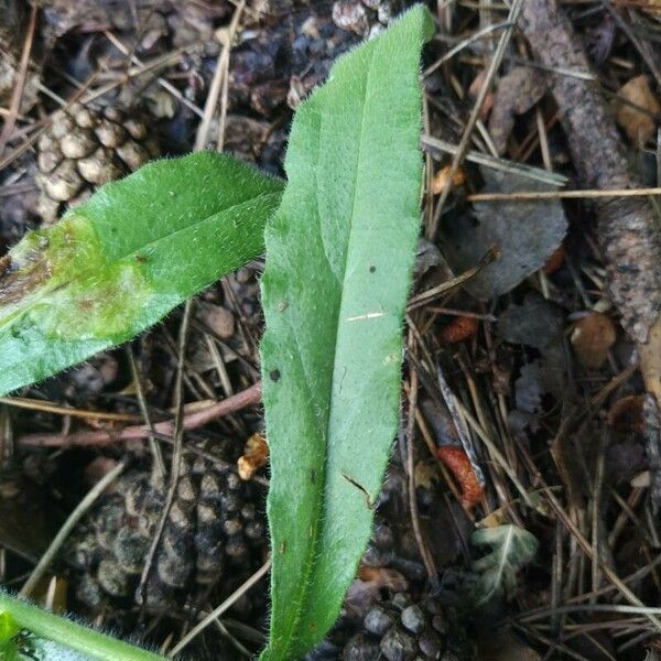 Pulmonaria longifolia Folla