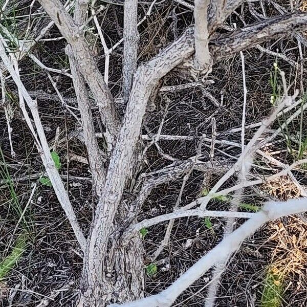 Calligonum polygonoides Corteccia