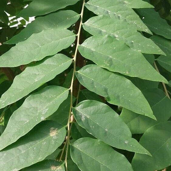 Phyllanthus acidus Frunză