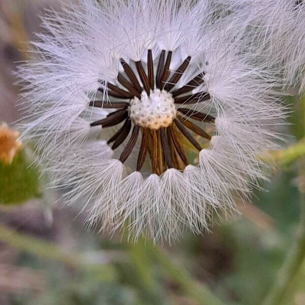 Senecio viscosus ফল