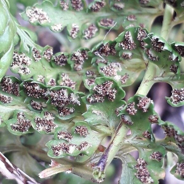 Asplenium obovatum Fruit