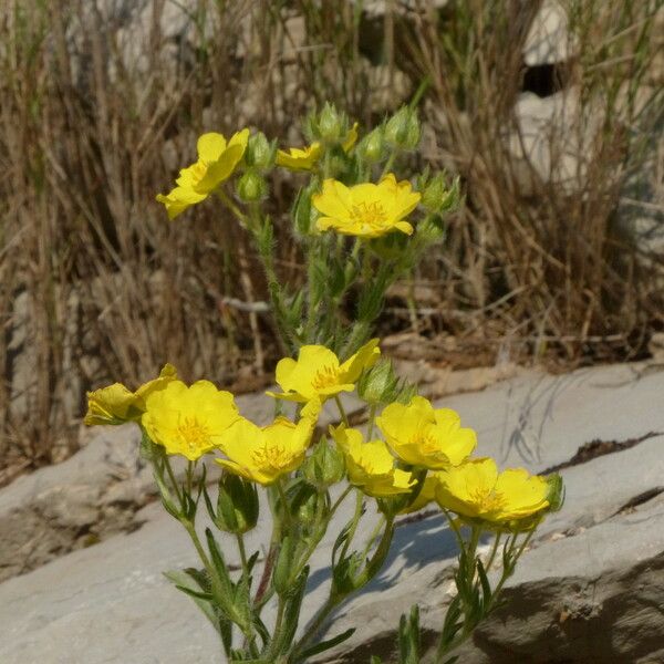 Potentilla hirta Alkat (teljes növény)