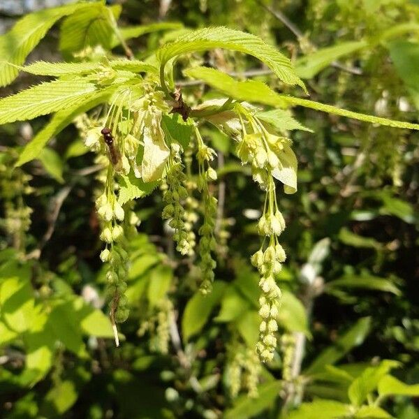 Acer carpinifolium Flower