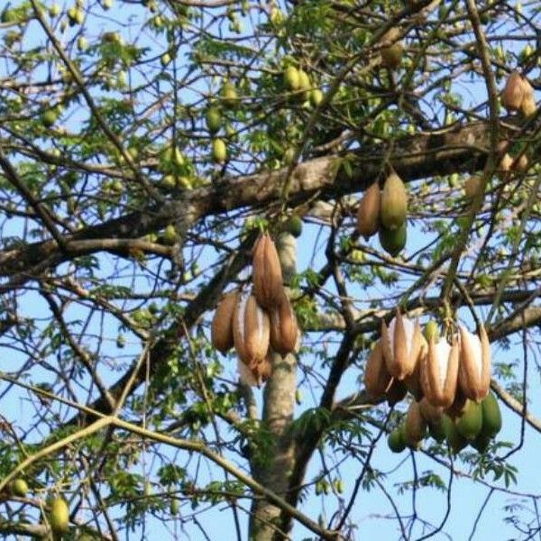 Ceiba pentandra Frukto