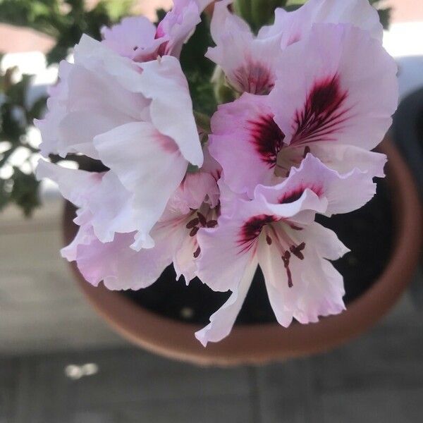 Pelargonium grandiflorum Flor