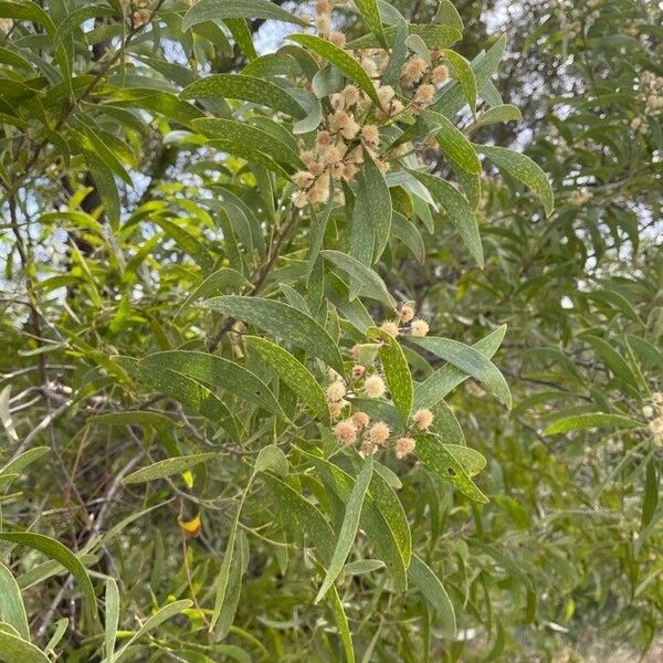 Acacia melanoxylon Folla