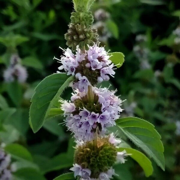 Mentha arvensis Flower