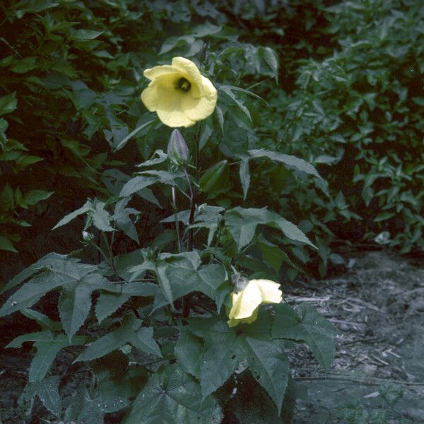 Abelmoschus moschatus Elinympäristö