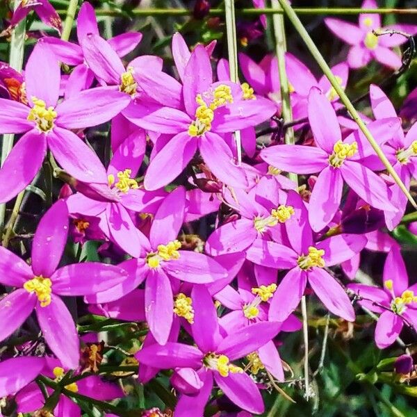 Centaurium erythraea Flower