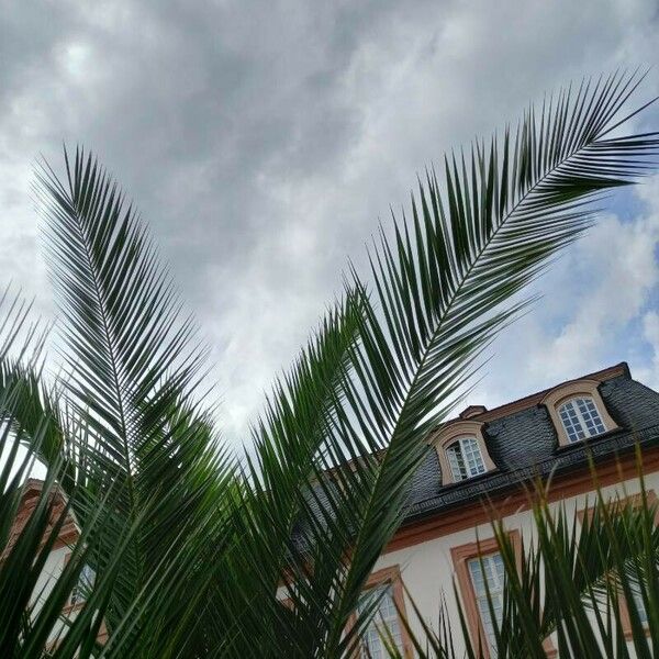 Phoenix canariensis Blatt