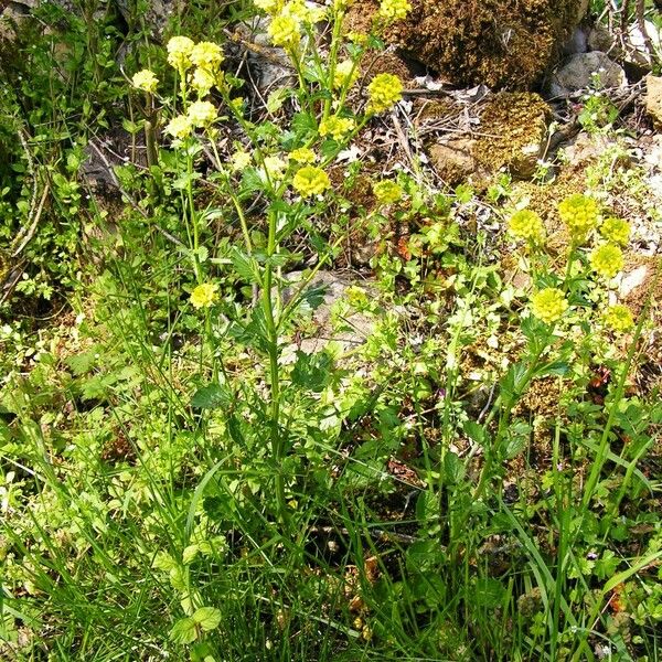 Barbarea stricta Habitus