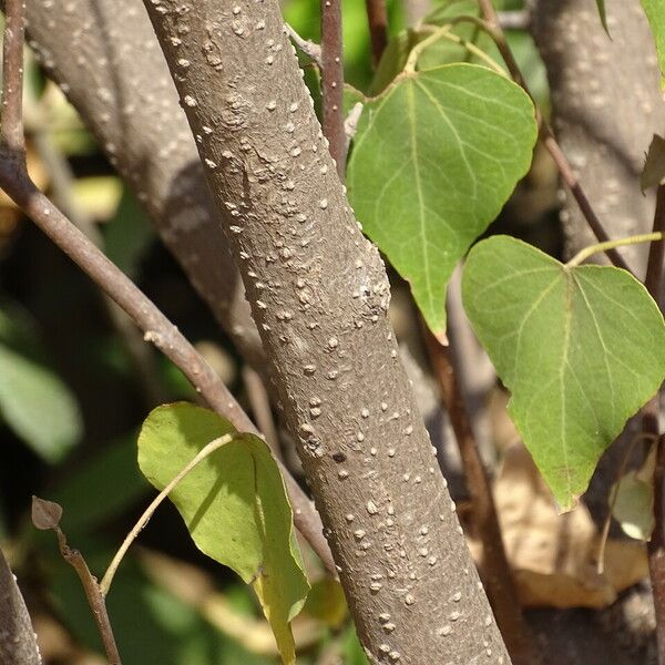 Thespesia populnea Kabuk