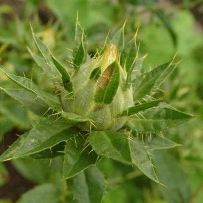 Carthamus tinctorius Flower