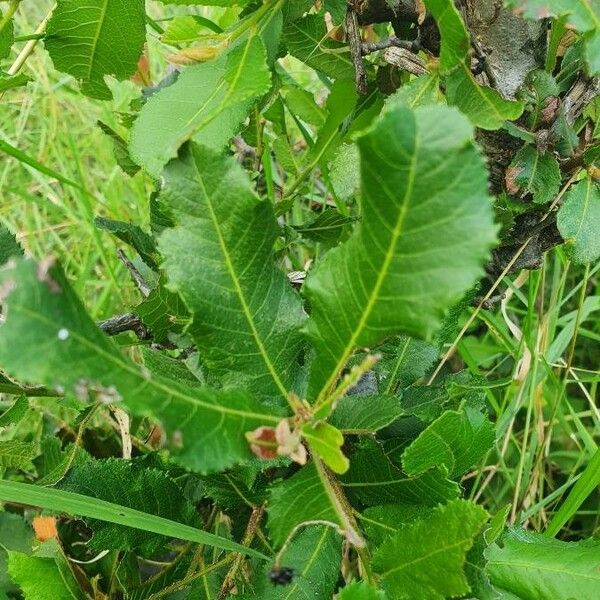 Pappea capensis Ліст